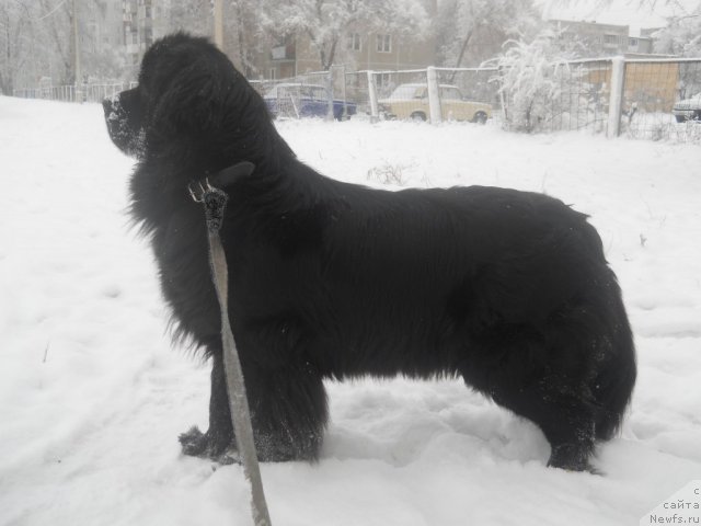 Фото: ньюфаундленд Калифорния из Медвежьего Яра