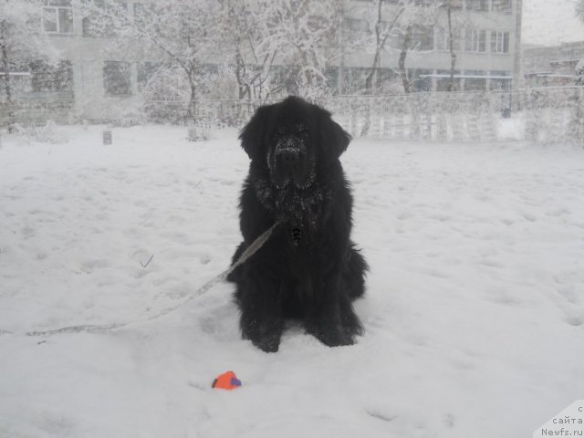 Фото: ньюфаундленд Калифорния из Медвежьего Яра