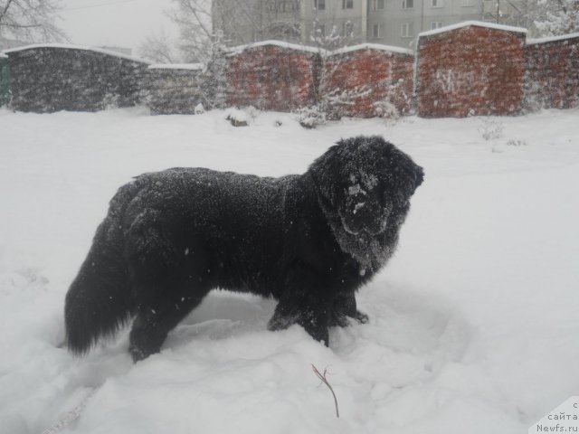 Фото: ньюфаундленд Калифорния из Медвежьего Яра