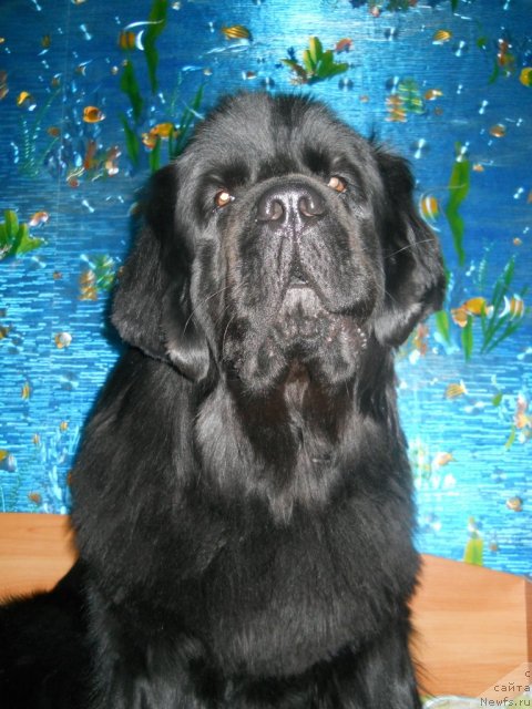 Фото: ньюфаундленд Калифорния из Медвежьего Яра