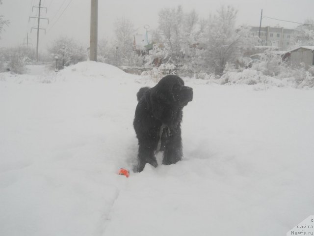 Фото: ньюфаундленд Калифорния из Медвежьего Яра