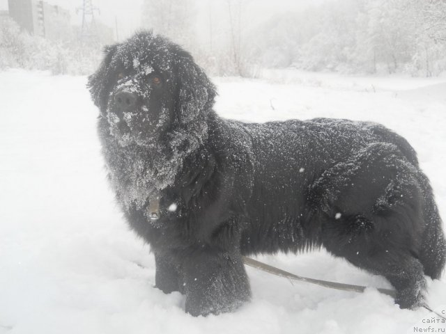 Фото: ньюфаундленд Калифорния из Медвежьего Яра
