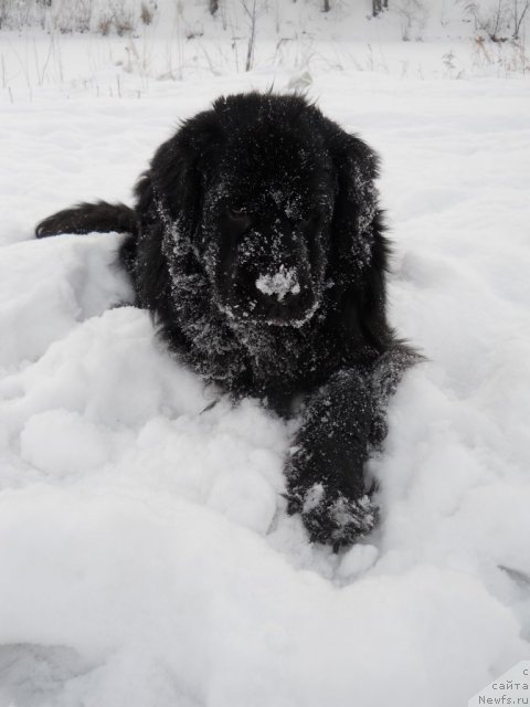 Фото: ньюфаундленд Калифорния из Медвежьего Яра