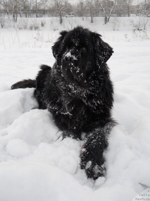 Фото: ньюфаундленд Калифорния из Медвежьего Яра