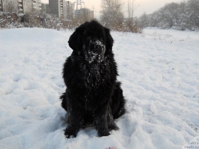 Фото: ньюфаундленд Калифорния из Медвежьего Яра