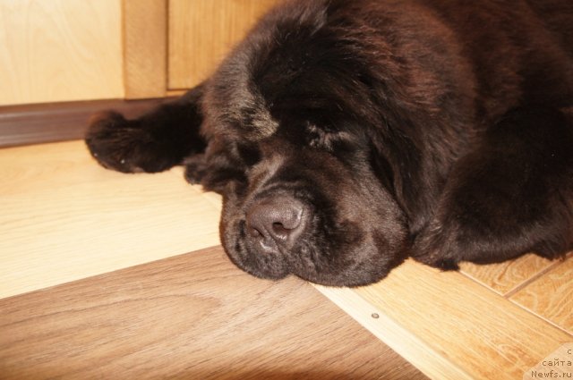 Фотография № 85122