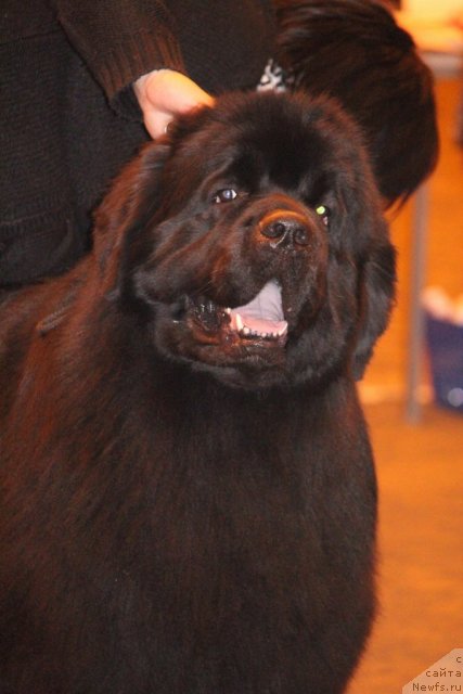 Фото: ньюфаундленд Vaikonniemen Unstoppable BMW