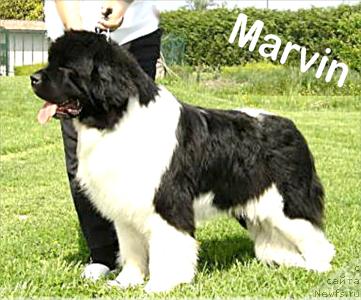 Фото: ньюфаундленд Thickish Newfoundland Neck or Nothing