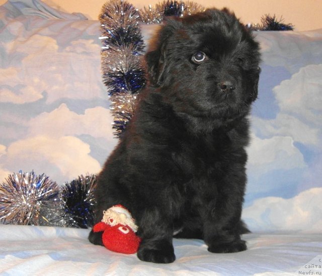 Фотография № 85148