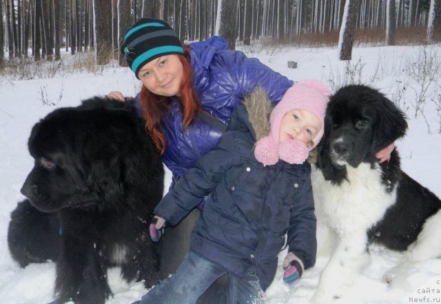Фото: Полина Заозернова, ньюфаундленд Чинзано Асти от Сибирского Медведя, ньюфаундленд Потап Юнитер