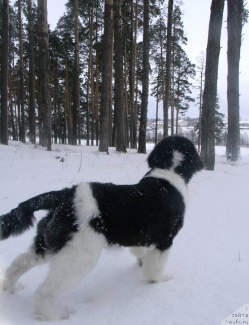 Фото: ньюфаундленд Чинзано Асти от Сибирского Медведя