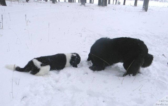 Фото: ньюфаундленд Чинзано Асти от Сибирского Медведя, ньюфаундленд Потап Юнитер