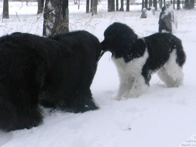 Фото: ньюфаундленд Чинзано Асти от Сибирского Медведя, ньюфаундленд Потап Юнитер