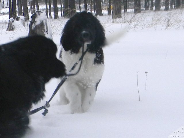 Фото: ньюфаундленд Чинзано Асти от Сибирского Медведя, ньюфаундленд Потап Юнитер