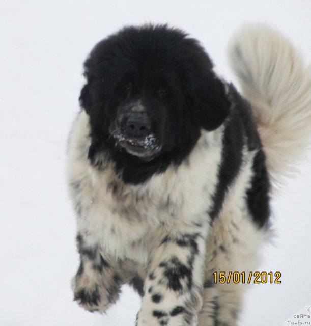 Фото: ньюфаундленд Супер Бизон Екатеринбург (Super Bizon Ekaterinburg)