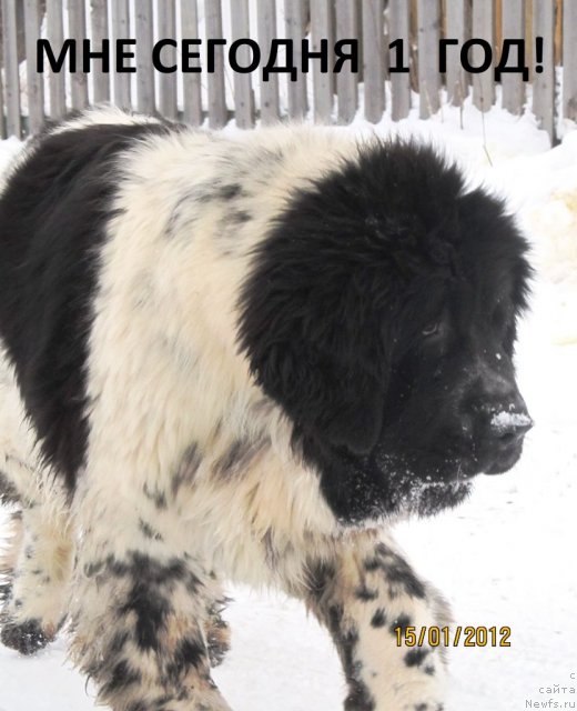 Фото: ньюфаундленд Супер Бизон Екатеринбург (Super Bizon Ekaterinburg)