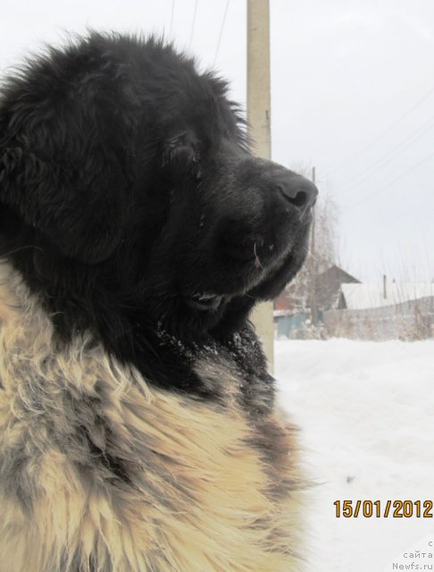 Фото: ньюфаундленд Супер Бизон Екатеринбург (Super Bizon Ekaterinburg)