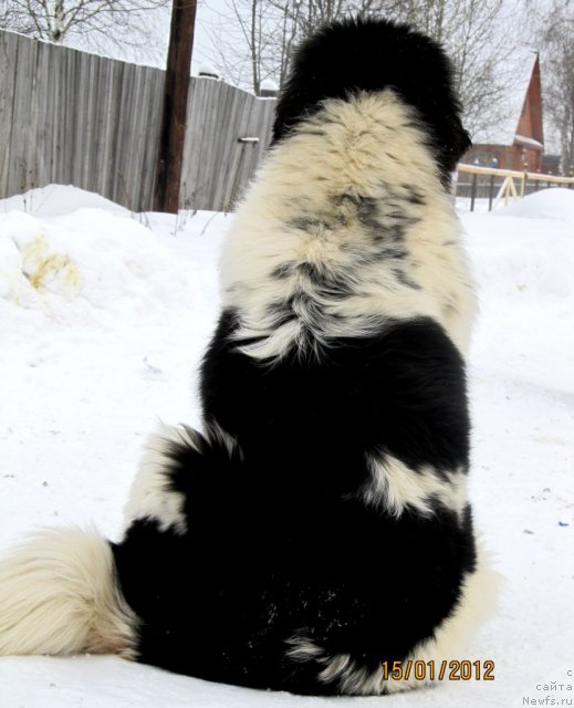 Фото: ньюфаундленд Супер Бизон Екатеринбург (Super Bizon Ekaterinburg)