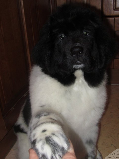 Фото: ньюфаундленд Сказочная Кроха Примадонна Бэль, ньюфаундленд Сказочная Кроха Примадонна Бэль