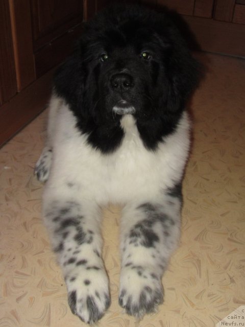 Фото: ньюфаундленд Сказочная Кроха Примадонна Бэль