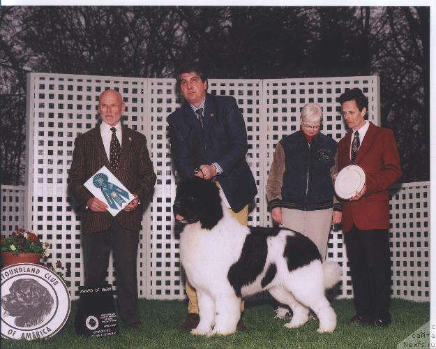 Фото: ньюфаундленд Threeponds Council Cup Bogart