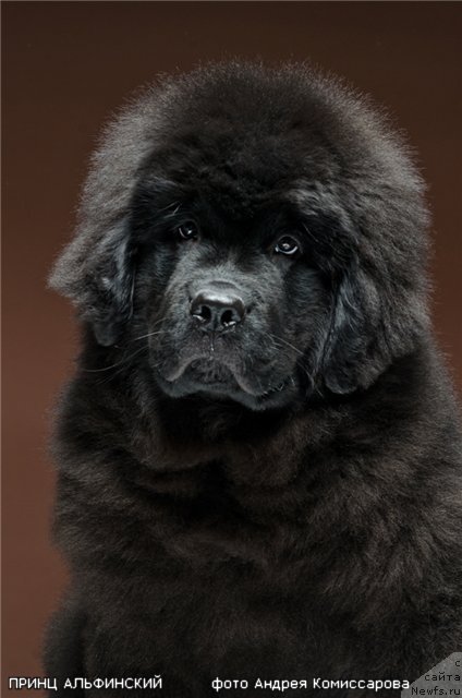 Фото: ньюфаундленд Принц Альфинский