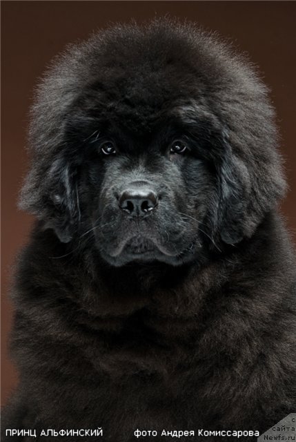 Фотография № 85306