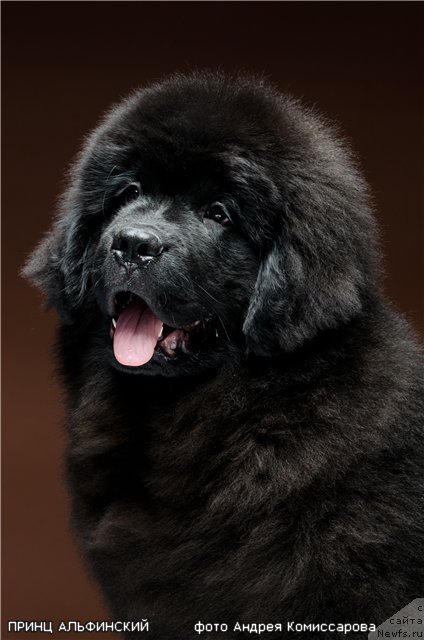 Фото: ньюфаундленд Принц Альфинский