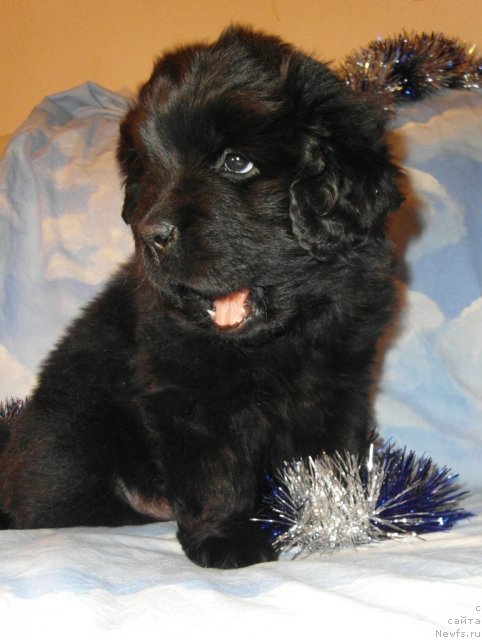 Фото: ньюфаундленд Одна Снежинка из Племени Кедра