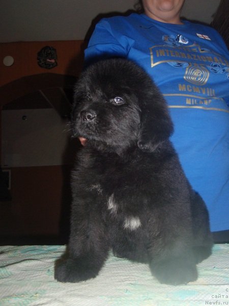 Фото: дети, ньюфаундленд Арабелла Статная Мулатка