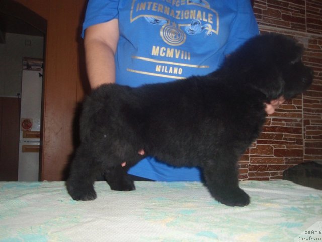 Фото: дети, ньюфаундленд Арабелла Статная Мулатка