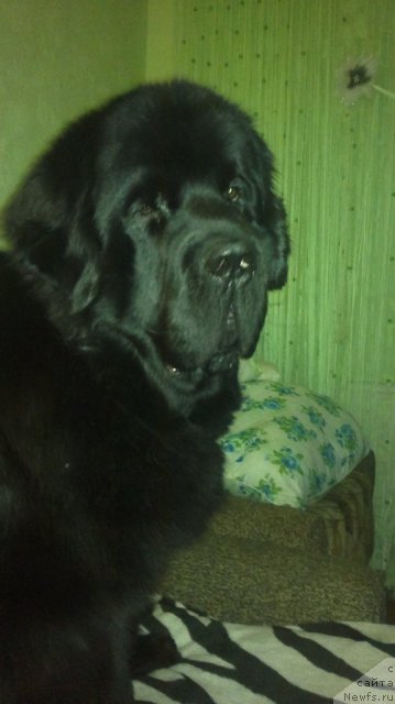 Фотография № 85317