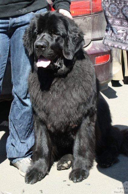 Фото: ньюфаундленд Фанньюф Эариэль Дочь Моря