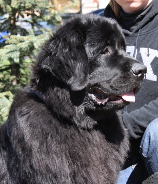 Фото: ньюфаундленд Фанньюф Эариэль Дочь Моря