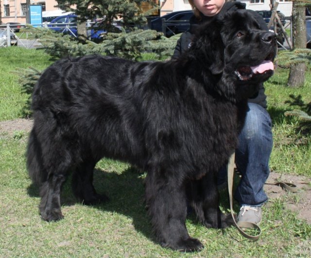 Фото: ньюфаундленд Фанньюф Эариэль Дочь Моря