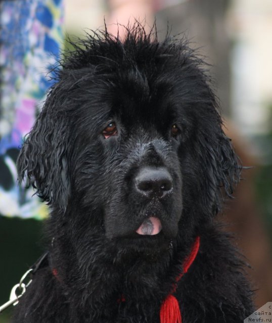 Фото: ньюфаундленд Фанньюф Улетная Девчонка (Funnewf Uletnaya Devchenka)