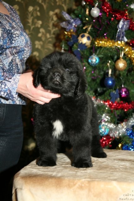 Фото: щенок от, ньюфаундленд Акватория Келвин Импресса (Aquatoriya Kelvin Impressa), ньюфаундленд Шипмэн фром Биг Лейк (Shipman from Big Lake)