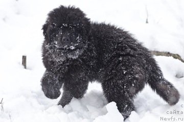 Фото: ньюфаундленд Примадонна Климская