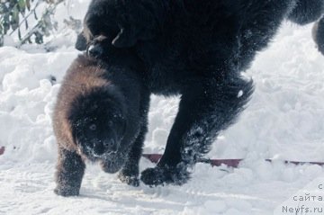 Фото: ньюфаундленд Акватория Келвин Килиманджаро (Aquatoriya Kelvin Kilimandzharo)