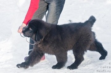 Фото: ньюфаундленд Принц Альфинский