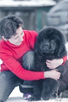 Фото: Оксана Волкова, ньюфаундленд Принц Альфинский