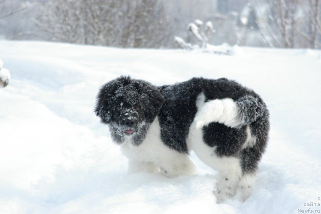 Фотография № 85373