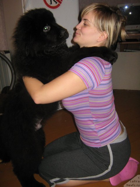 Фото: ньюфаундленд Питерньюф Неед фор Спеед