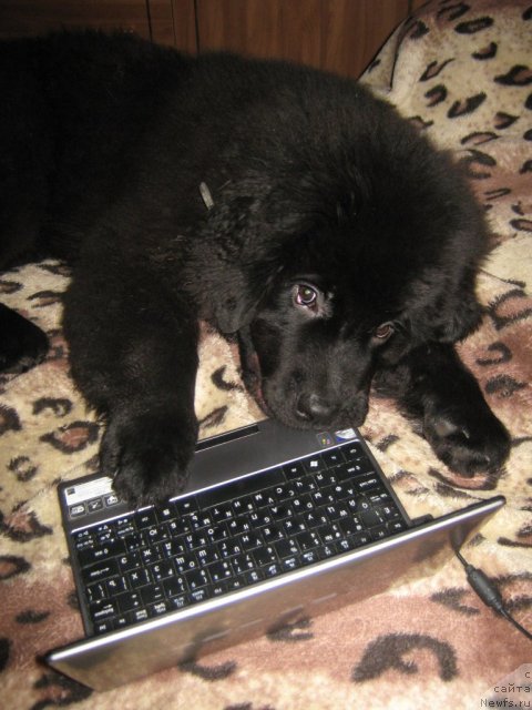 Фото: ньюфаундленд Питерньюф Неед фор Спеед