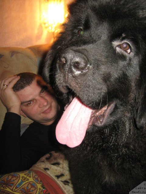 Фото: ньюфаундленд Питерньюф Неед фор Спеед