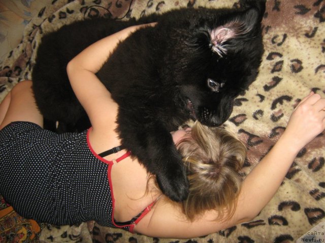 Фото: ньюфаундленд Питерньюф Неед фор Спеед, Анастасия Мячина