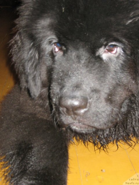 Фото: ньюфаундленд Питерньюф Неед фор Спеед