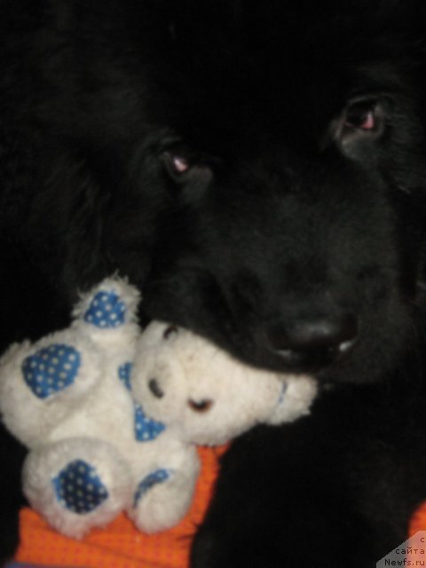 Фото: ньюфаундленд Питерньюф Неед фор Спеед