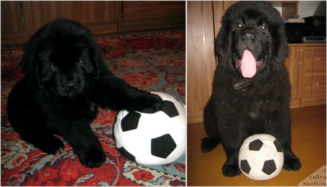 Фото: ньюфаундленд Питерньюф Неед фор Спеед