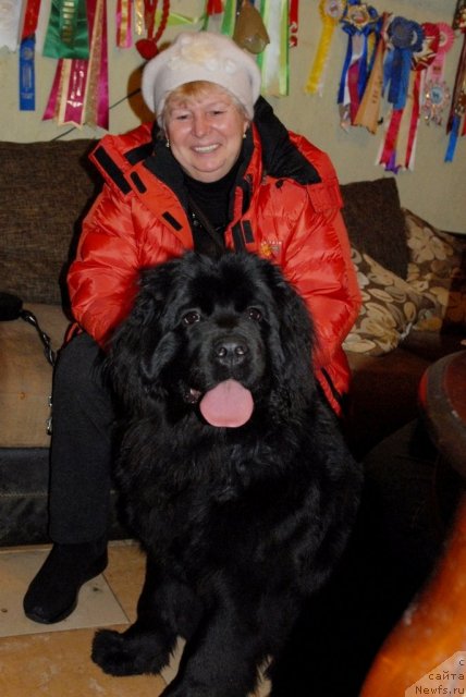 Фото: ньюфаундленд Сент Джонс Челси